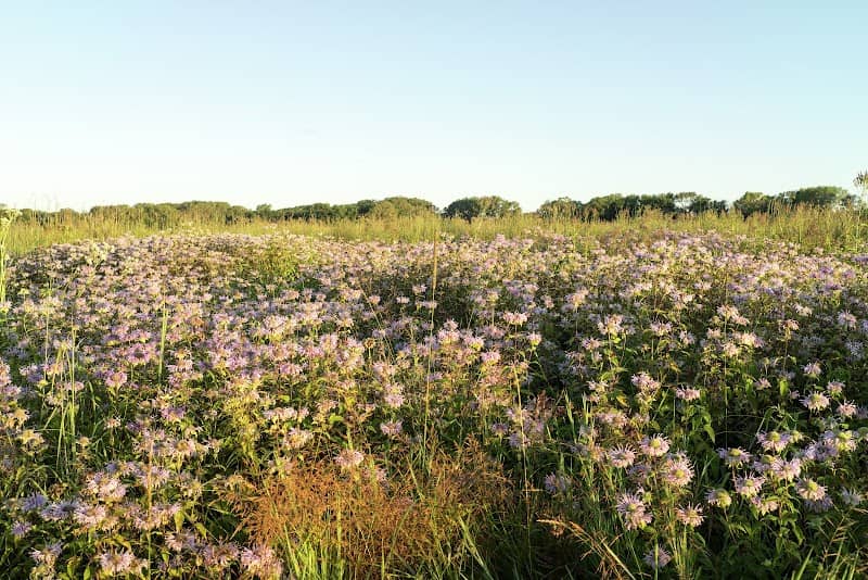 Indian Boundary Prairies - Sundrop Prairie - Image 2