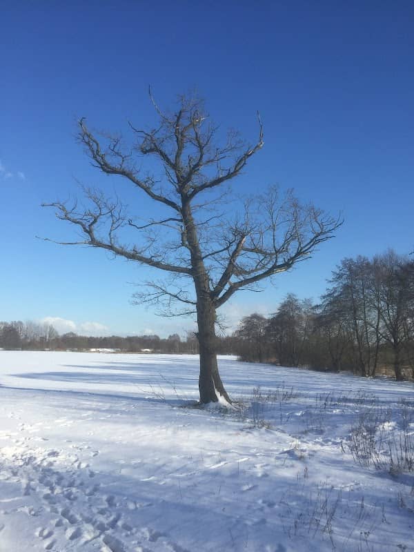 Hochzeitswald - Image 1