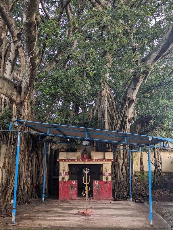 Big Banyan Tree - Image 1