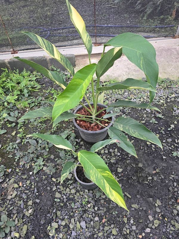 Wut Garden - Image 1