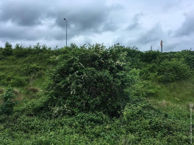 Fairy Bush - Image 2