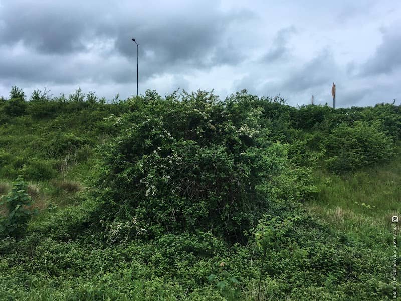 Fairy Bush - Image 2