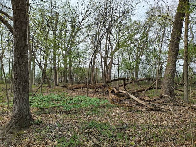 Burnidge Woods Park - Image 2