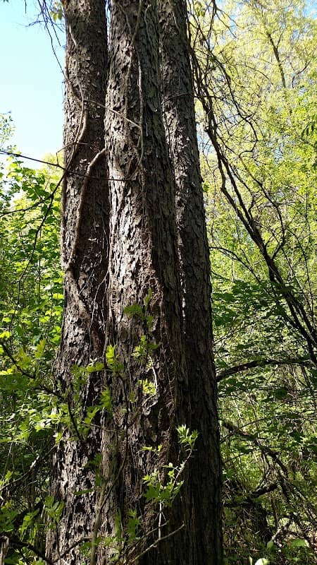 Burnidge Woods Park - Image 1