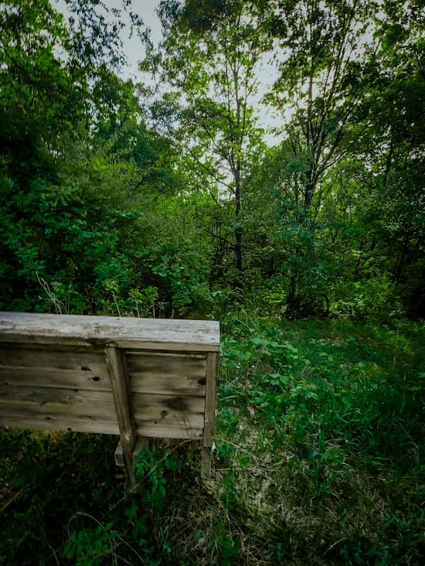 Mount Baldy Scenic Lookout - Image 1