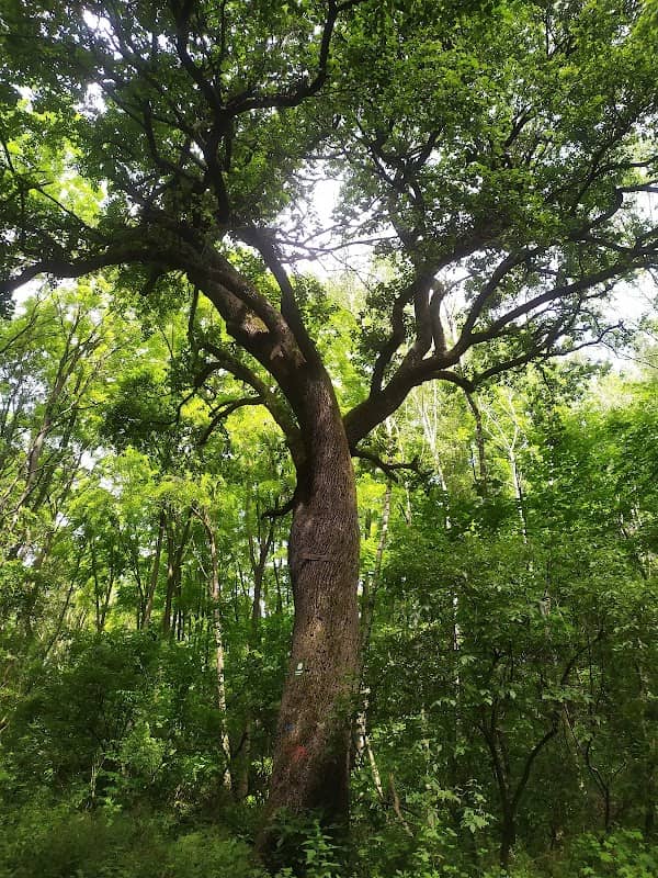 Berek Forestpark - Image 2
