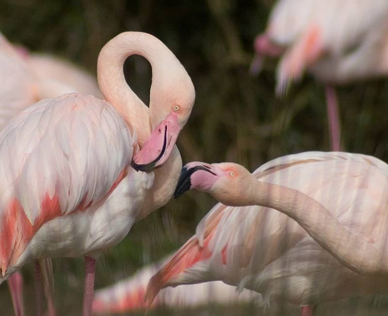Greater Flamingos - Image 1