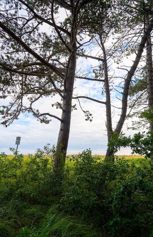 Dünenwald am Sportstrand - Image 2