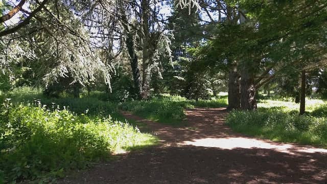 St Peters Fields - Pine & Conifer Arboretum - Image 1
