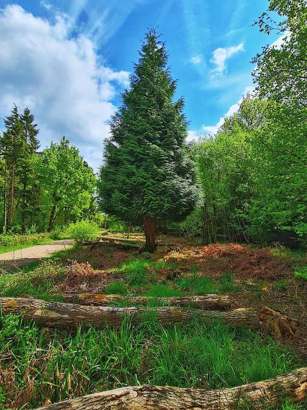 Whittlewood Forest - Bucknells Wood - Image 2