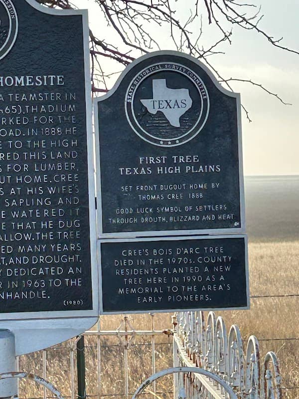 First Tree of the Texas Panhandle - Image 1