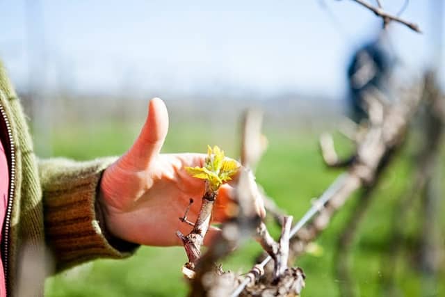 Yarrh Wines - Image 1