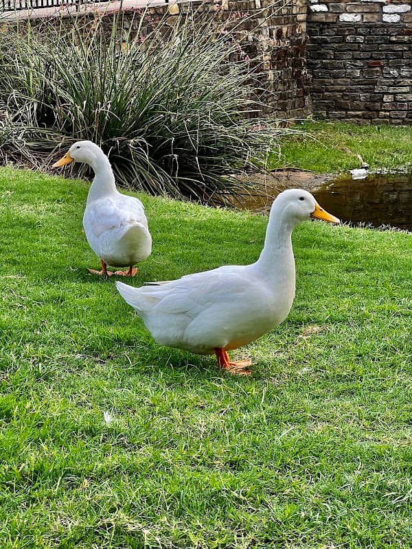 Northgate Park - Image 1