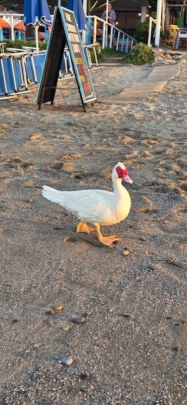 The stalos duck - Image 2