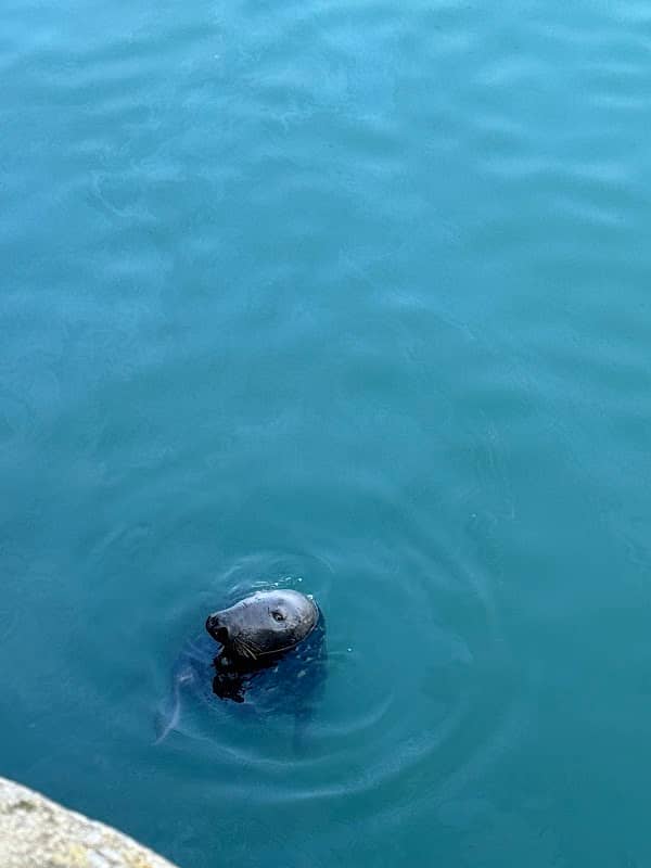 Dublin Bay Cruises - Image 2