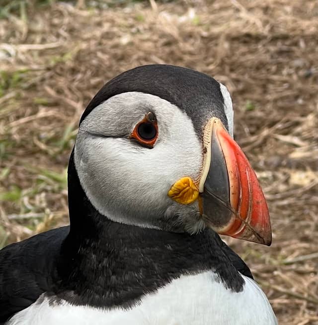 Lunga, Treshnish Isles - Image 1