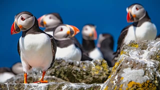 Lunga, Treshnish Isles - Image 2