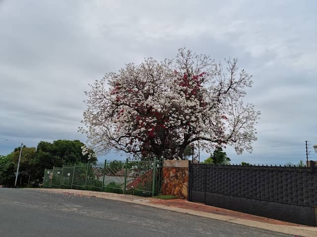 White Jacarandas - Image 1