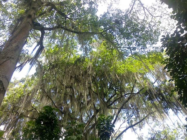 Árbol del parque "Gallineral" - Image 1