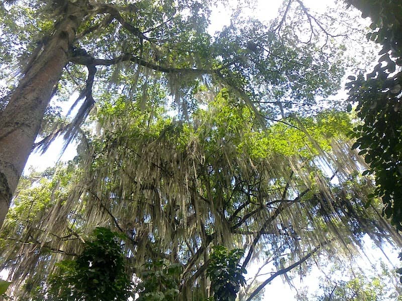 Árbol del parque "Gallineral" - Image 1
