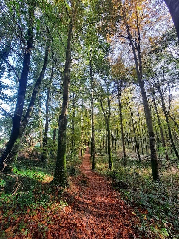 Knockanacree Woodlands - Image 1