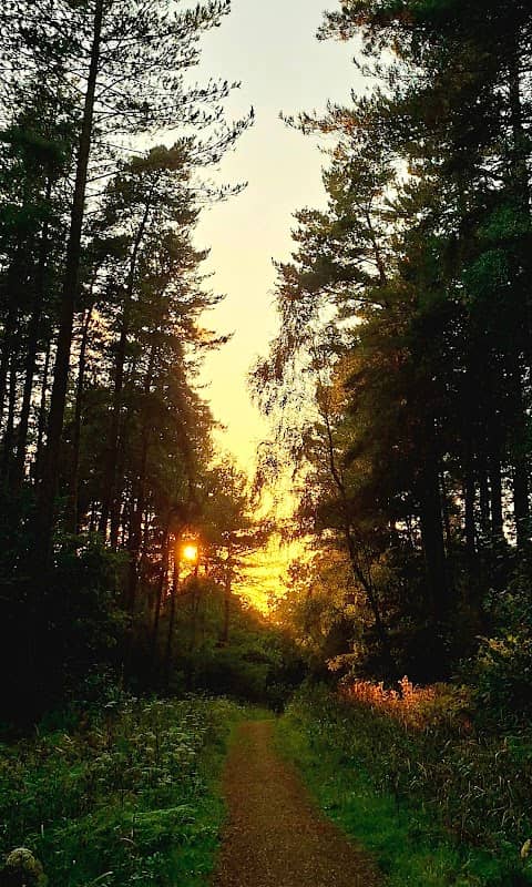 High Park Woods - Image 1