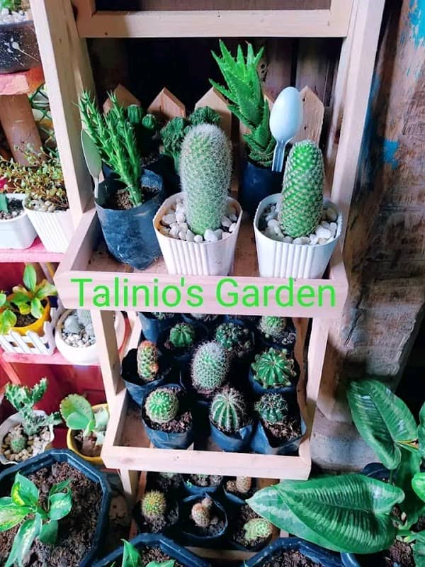 Talinios Garden - Image 1