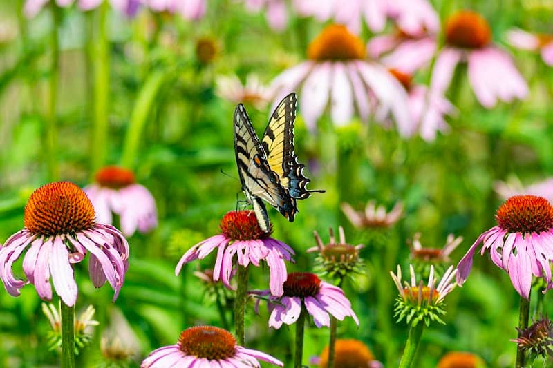 Neff Family Pollinator Habitat - Image 1