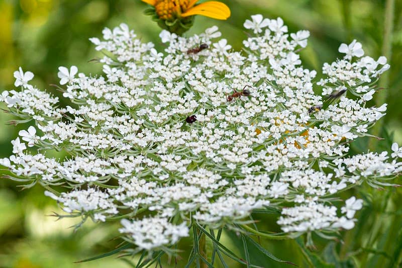 Neff Family Pollinator Habitat - Image 2