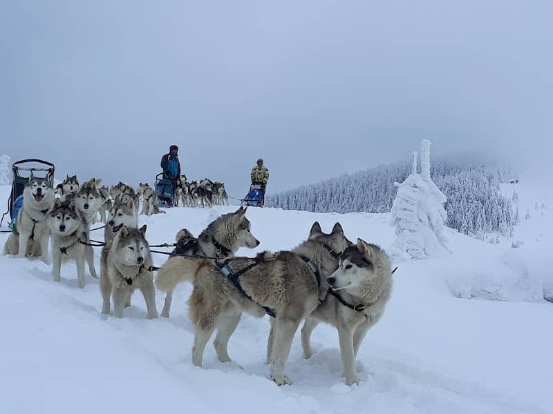 Siberian Angel Team - Image 1