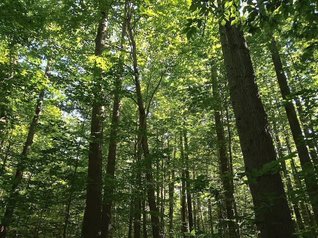 Otto Nature Preserve - Image 1