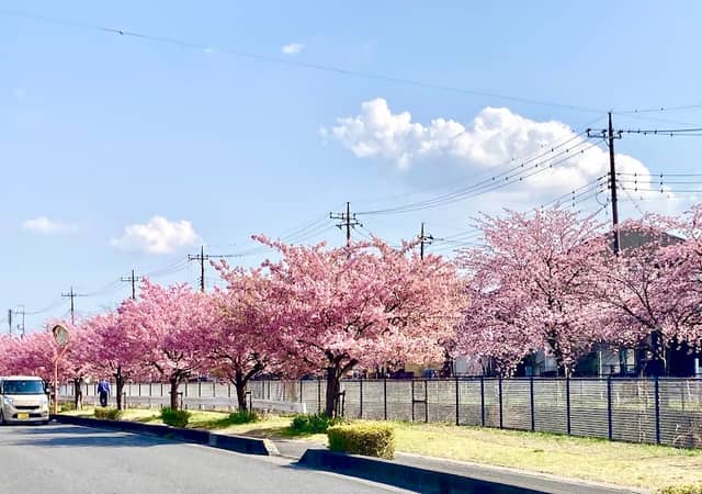伝右川桜並木 (安行出羽公園付近の桜) - Image 1