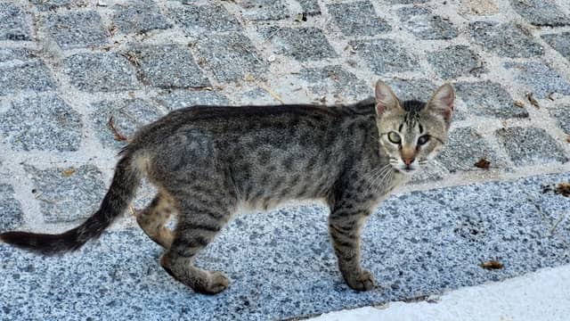 Hungry Stray Cats - Image 1