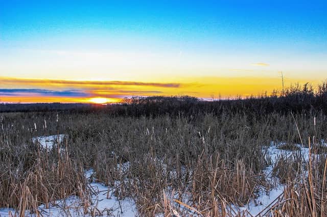 Laas Tamarack, Faville Grove Sanctuary (Southern Wisconsin Bird Alliance) - Image 1