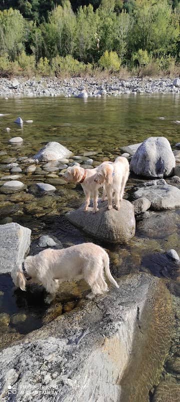 Dog Park Losone - Image 1