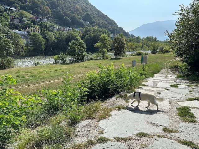 Dog Park Losone - Image 3
