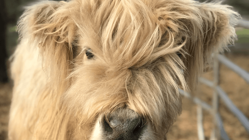 Incacheetoo Plantation and Petting Zoo LLC - Image 1