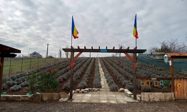 RO Lavanda - Image 1