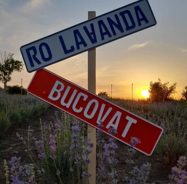 RO Lavanda - Image 2