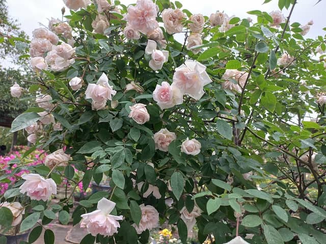 Rose Garden Riverside - Image 1