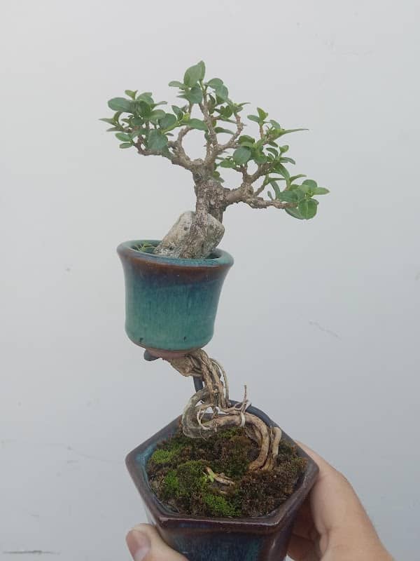 Bonsai Anh Em - Image 1