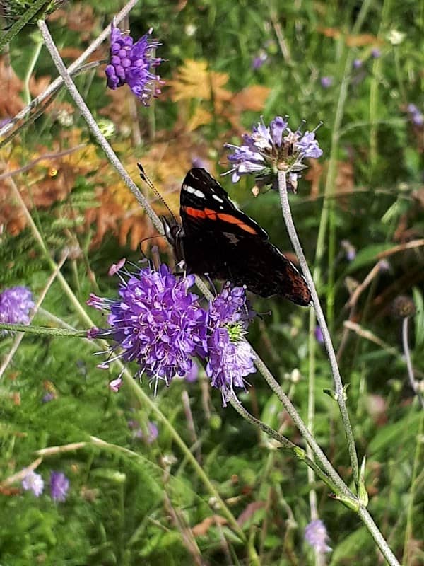 Eyarth Rocks - Butterfly Conservation Nature Reserve - Image 1