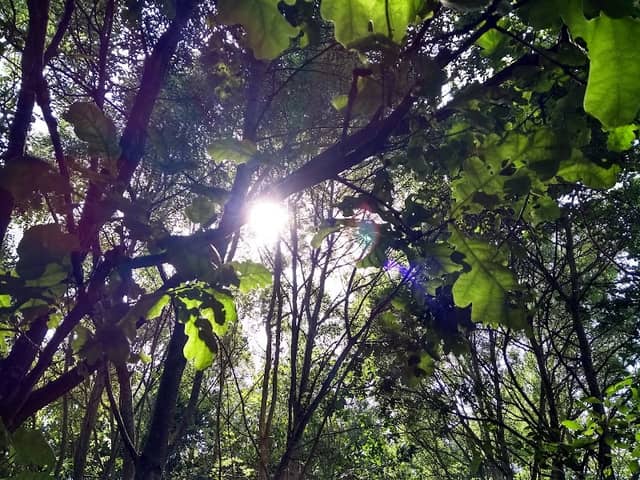 North Wellingborough Tree Belts - Image 2