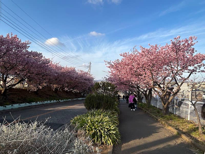 三崎口駅前 河津桜 - Image 1