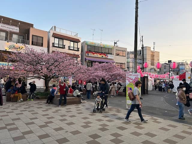 三崎口駅前 河津桜 - Image 2