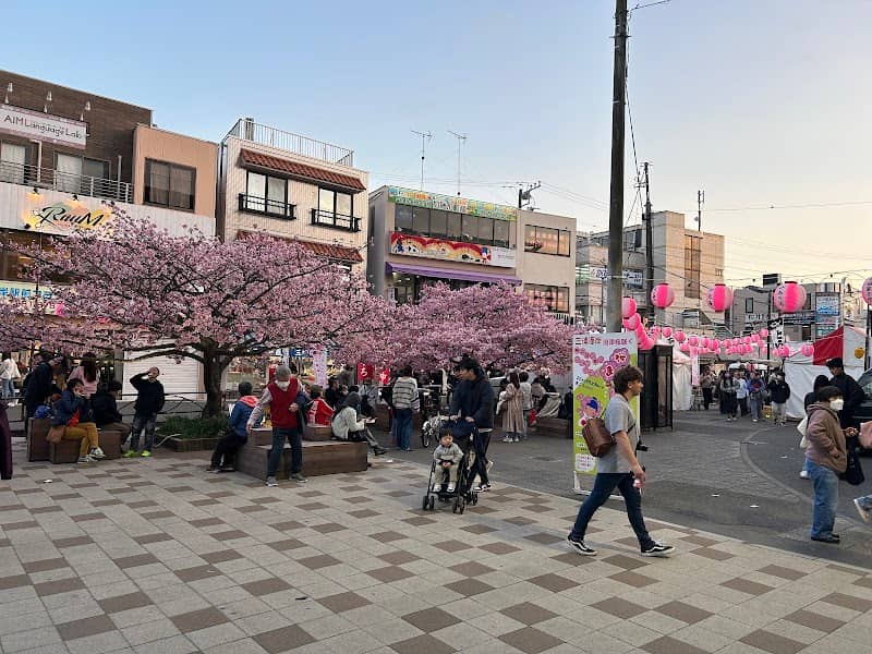 三崎口駅前 河津桜 - Image 2