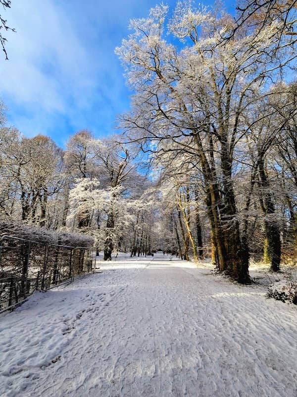 Antrim Castle Grounds Woodland - Image 1