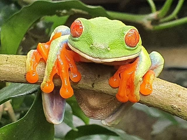 Frog Pond Ranario - Image 2
