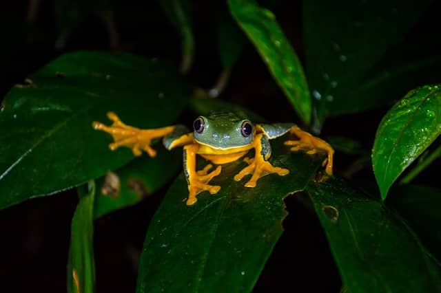Frog Pond Ranario - Image 1