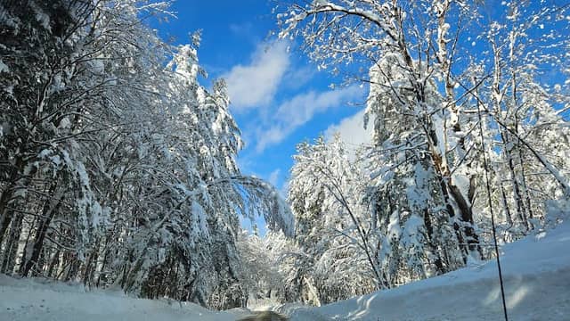 Mad River State Forest - Image 1